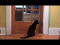 Cat Clips #13--Treat Tactics