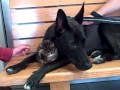 Melanie plays "mommy dog" with kitten Chelsea! * MELANIE: ADOPTED!