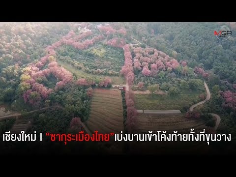 “ซากุระเมืองไทย”เบ่งบานเข้าโค้งท้ายทั้งที่ขุนวางและขุนช่างเคี่ยน-นทท.ชื่นชมไม่ขาด