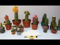 Cactus injiertos   Primera parte