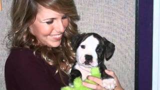National Pit Bull Awareness Day 2011 At The Spca Of Texas