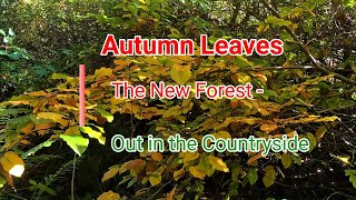Autumn Leaves in The New Forest