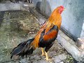 image Ayam Bangkok Wiring Kuning Super