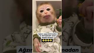 Ağzını Şapırdatma Dedim Sana, Komik Maymun