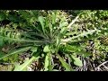 γλυκοσυρίδα ή ταραξάκο ή πικραλίδα - Taraxacum officinale (Γαρίπα 14-4-2017)