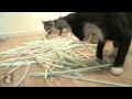 Kittens Love Straws - Kitten Love