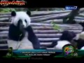 image On Spot 7 Tingkah Laku Lucu Anak Hewan Youtube