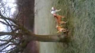 My 3 Staffordshire Bull Terriers Playing