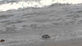 A caminho de uma vida turbulenta (Eretmochelys imbricata) Tartaruga De Pente Praia De Touros/RN