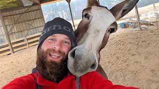 When Animals Turned Their Love Toward The Human