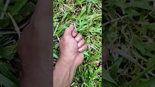 Itchy Caterpillar