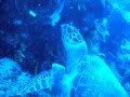 Turtle chewing up the reef