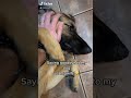 Saying goodbye to my dog vs my wife 🤣