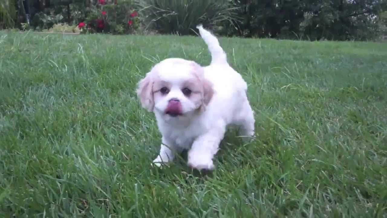 puppy avenue cavachon puppies puppy avenue kennel san diego ca puppy avenue cavachon puppies puppy avenue kennel san diego ca