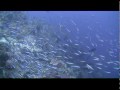 Sample Sanyo Xacti HD2000 Underwater Clips