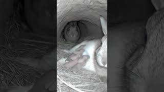 Rabbit Familys Morning In The Burrow