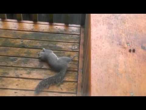 Drunk Squirrel trying to eat nuts
