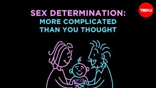 Sex Determination: More Complicated Than You Thought