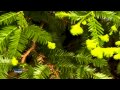 BRIAN CRAIN - Evergreen (relaxing music & beautiful nature)