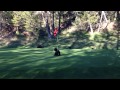 Baby Bear Circus Act on Golf Course - At Fairmont Hot Springs Resort, BC