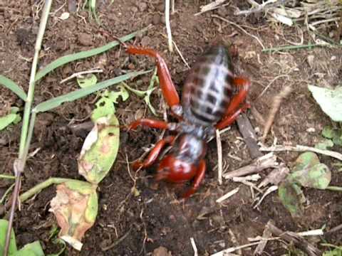 capellini primavera. Potato Primavera