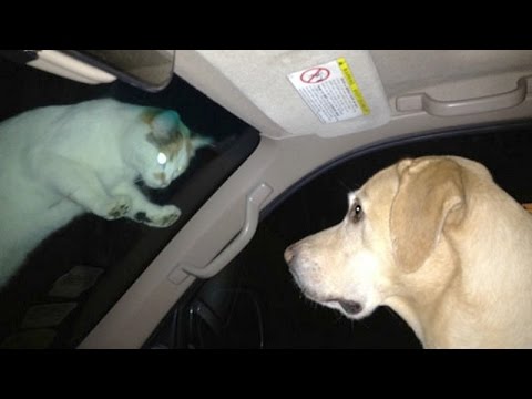 FUN CHALLENGE: Try not to laugh - The FUNNIEST CAT videos EVER