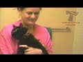 FUN CHALLENGE: Try not to laugh - The FUNNIEST CAT videos EVER