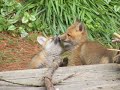 Fox Family Fox Family
