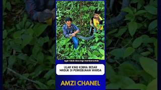 Pria Ini Menangkap Ular King Kobra Besar