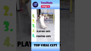 You Wont Believe These Viral Cat Moments