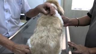 renal dysplasia in shih tzu shih tzu kidney disease renal dysplasia in shih tzu shih tzu kidney disease