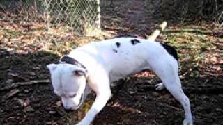 White Widow The Staffordshire Bullterier.