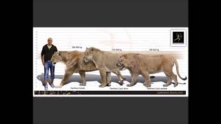 Cave Lion The Ideny-1