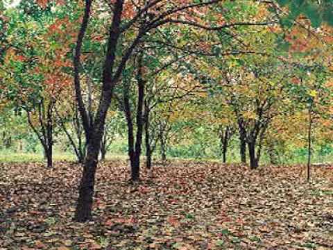 AJEEB DASTAN HAI YE INSTRUMENTAL