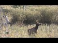Adam Wells - CO Archery Elk 2011