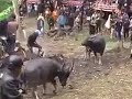 image Toraja Adu Kerbau Lemo Menduruk Buffalo Fighting 1 Youtube Ragam Budaya