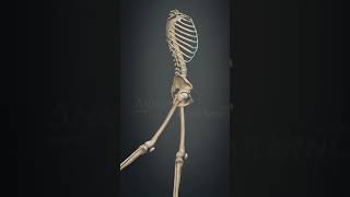 Hip Joint Movement Flexion & Extension Medical Anatomy