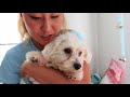 EATING PUPPY SNACKS WITH MY PUPPY CHALLENGE!!