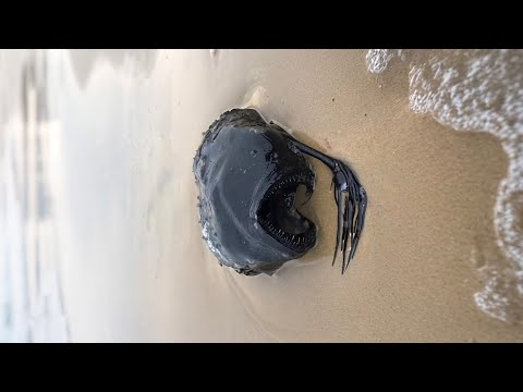 Terrifying anglerfish spotted on ocean surface!