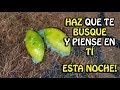 Haz que piense en ti y te busque esta noche (con un limón)