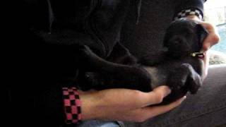 Sleeping Patterdale Terrier