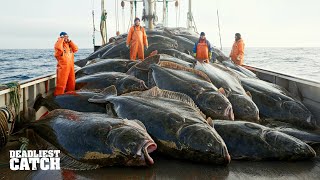 How A 14-Day Flatfish Hunt Became A 170,000 Gamble Fishing Doentary