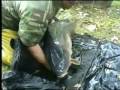 Short video of a stunning common carp caught somewhere on the Danube river in Autumn 2008.