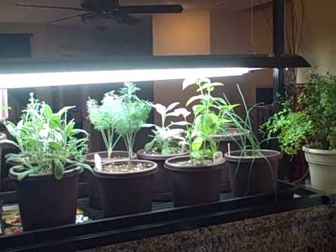 Indoor Kitchen Herb Container Garden and Seedlings Growing ...