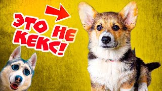 Настоящее Имя Корги Кекса!! (Хаски Бандит) Говорящая Собака