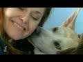 pets