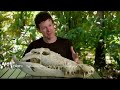 crocodile