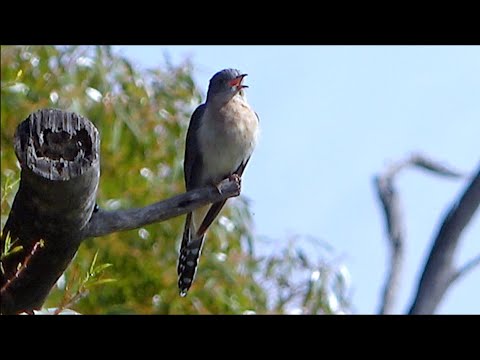 Mournful call of the Fan-tailed Cuckoo