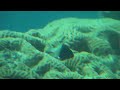 Fish of the red sea
