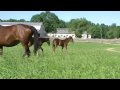 D Train and Bunny Lake- 2010 foals
